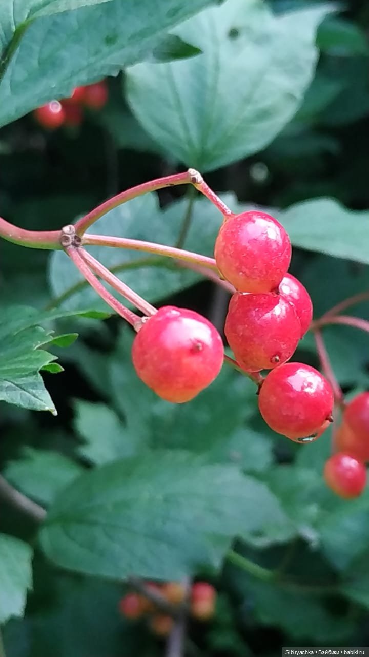 Биологические открытия Коленьки (фото 8)