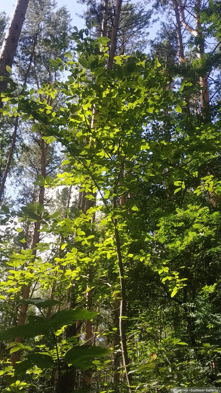 Биологические открытия Коленьки