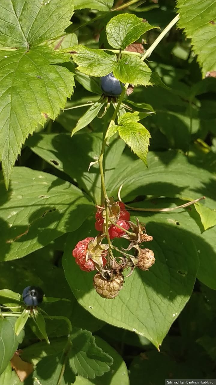 Биологические открытия Коленьки