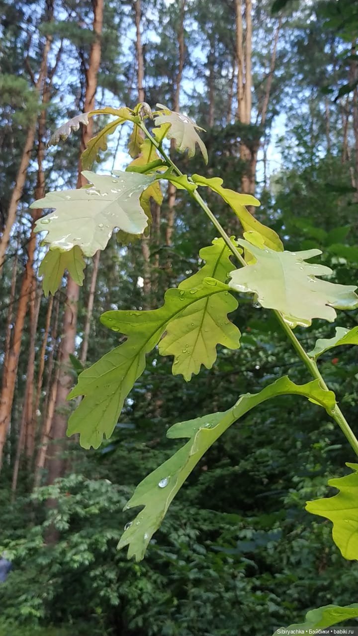 Биологические открытия Коленьки