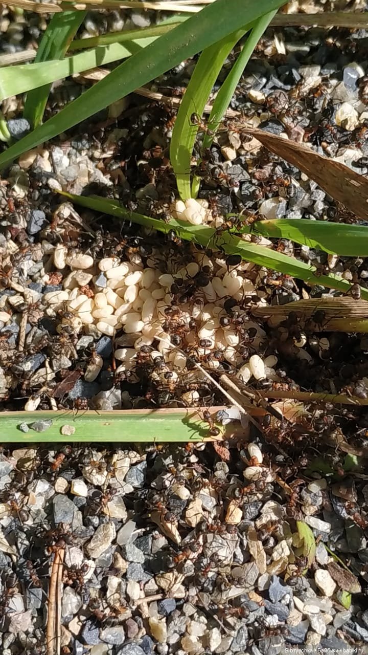 Биологические открытия Коленьки