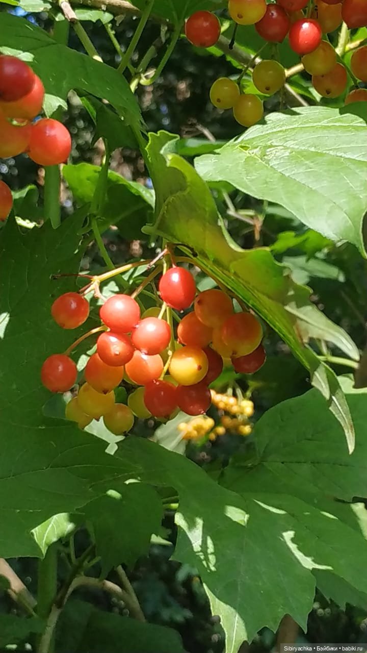 Биологические открытия Коленьки (фото 10)