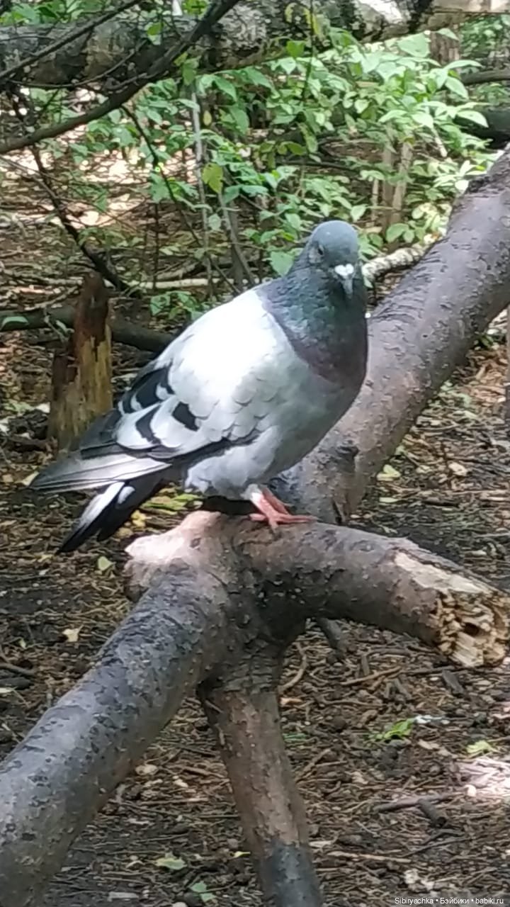 Биологические открытия Коленьки