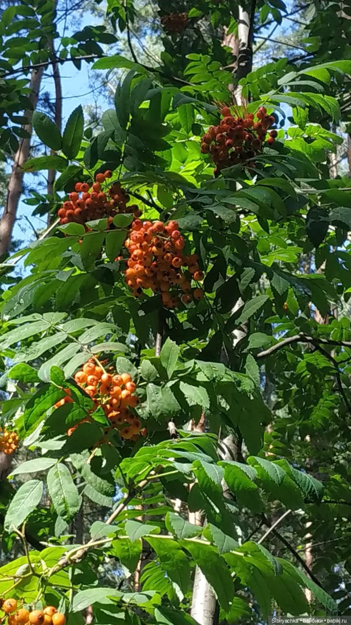 Биологические открытия Коленьки (фото 4)