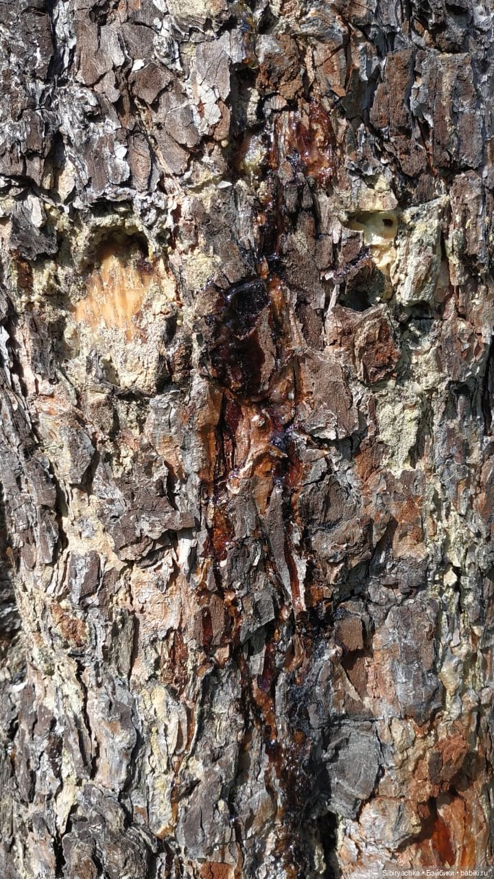 Биологические открытия Коленьки