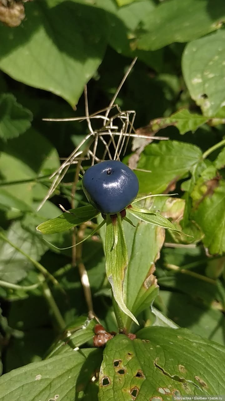 Биологические открытия Коленьки