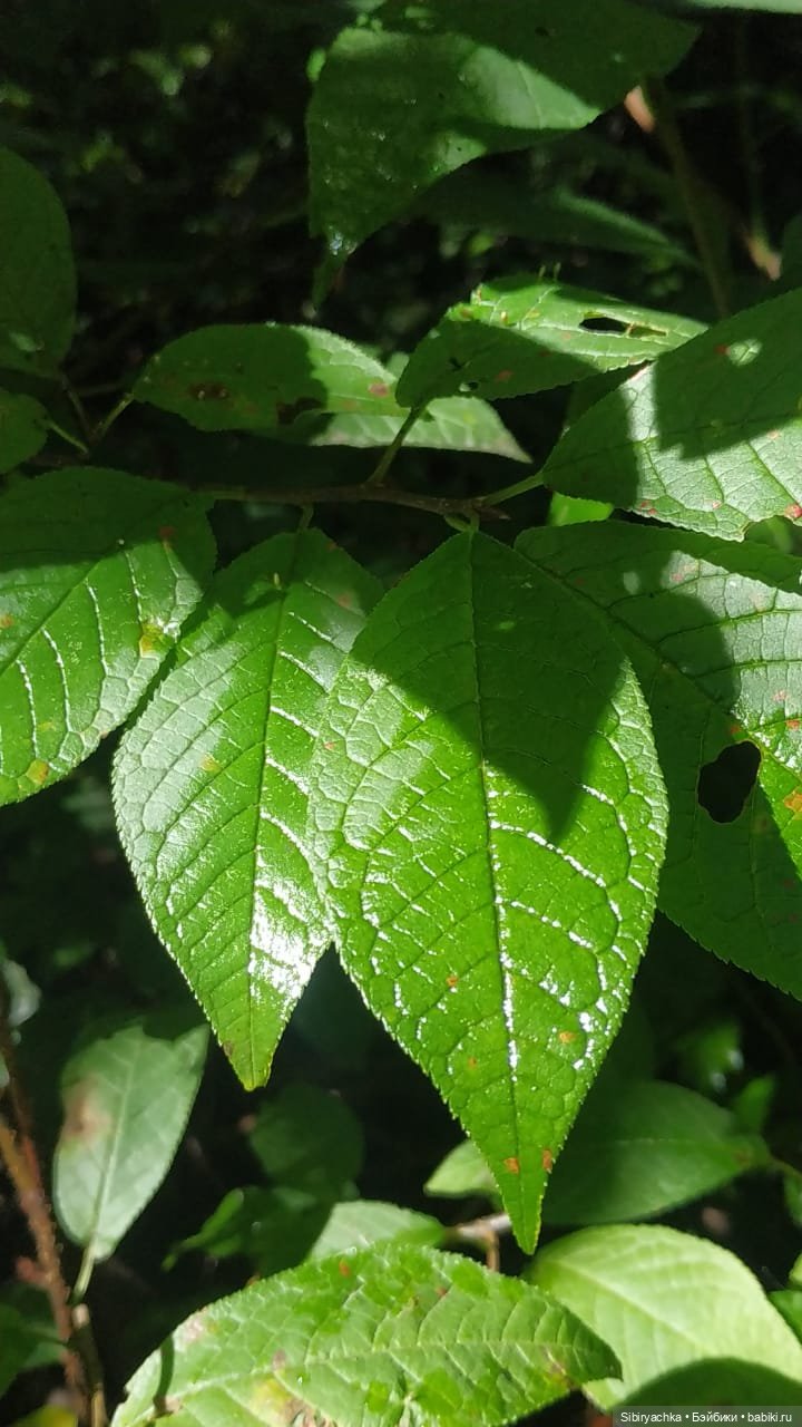 Биологические открытия Коленьки (фото 6)