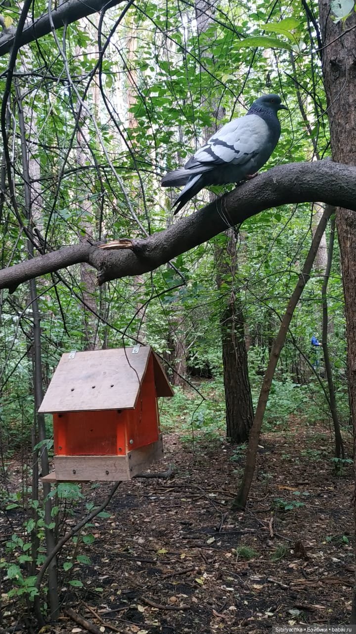 Биологические открытия Коленьки