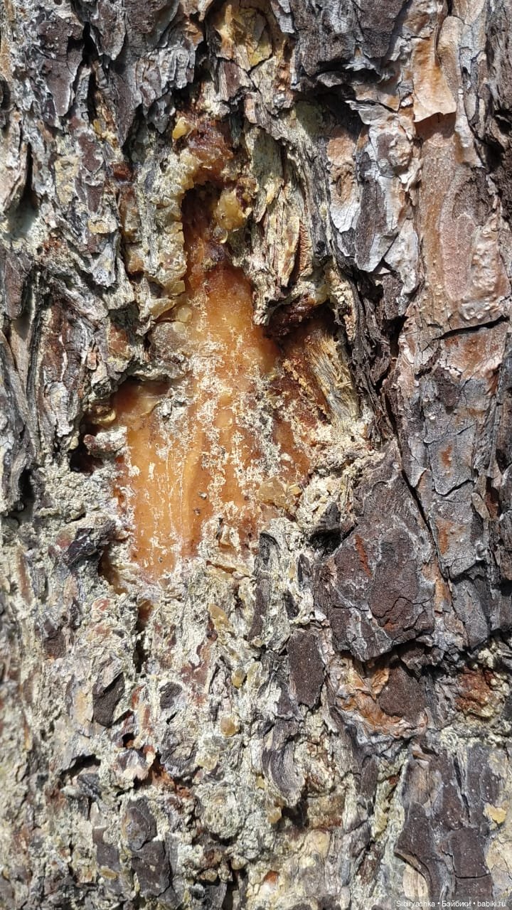 Биологические открытия Коленьки