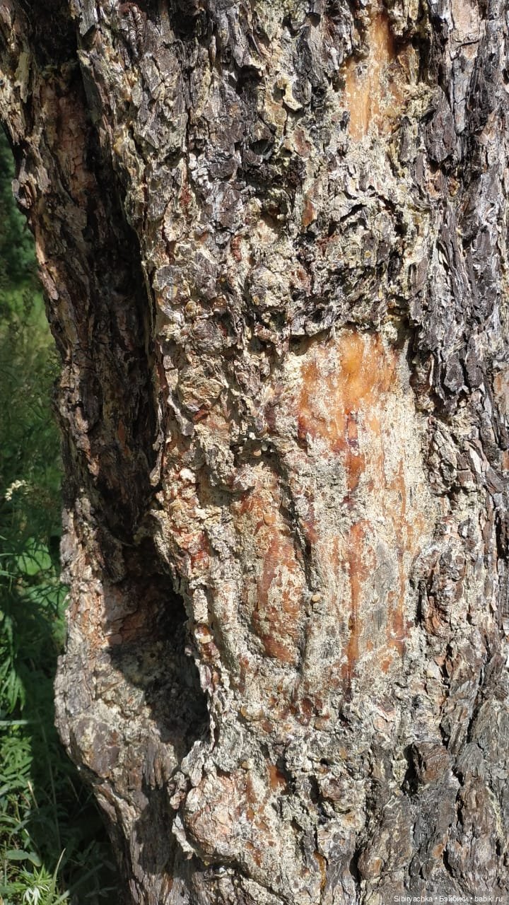 Биологические открытия Коленьки