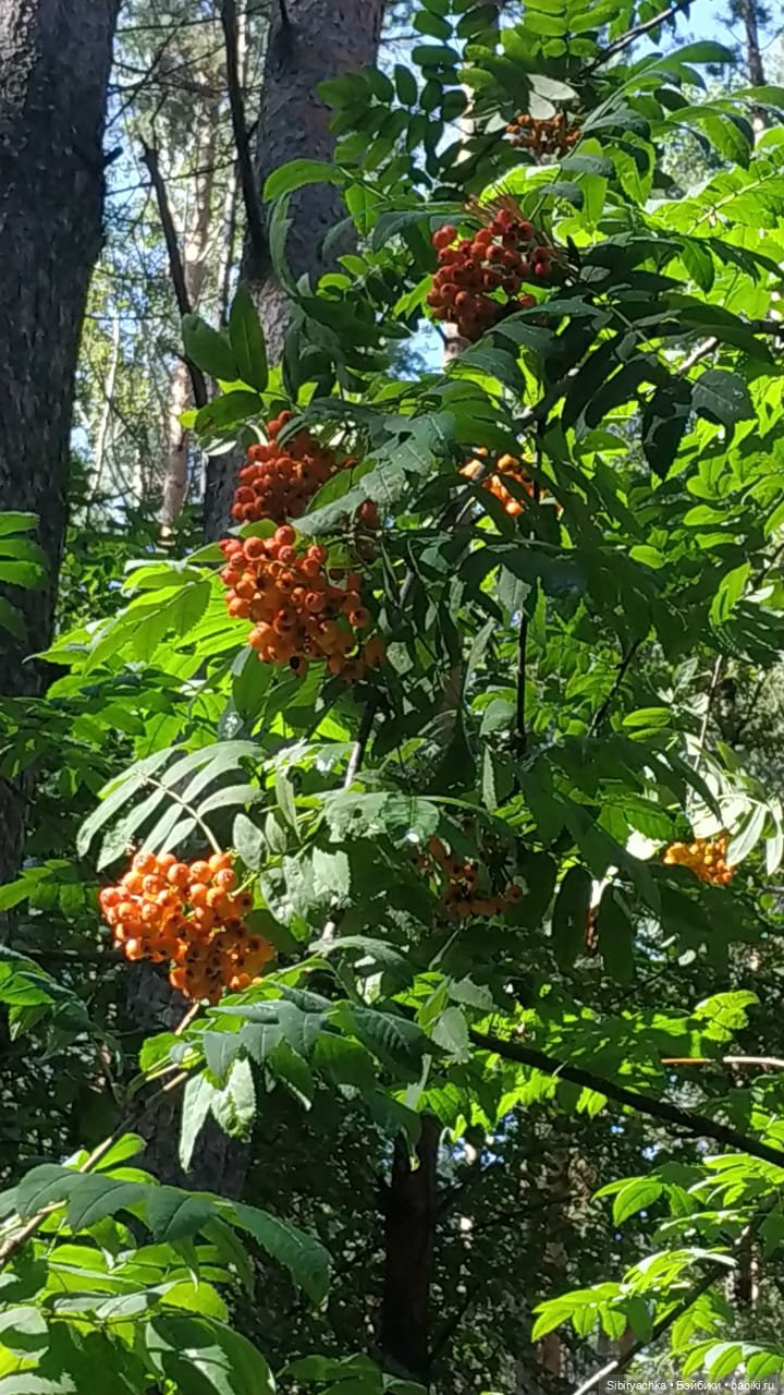 Биологические открытия Коленьки (фото 5)