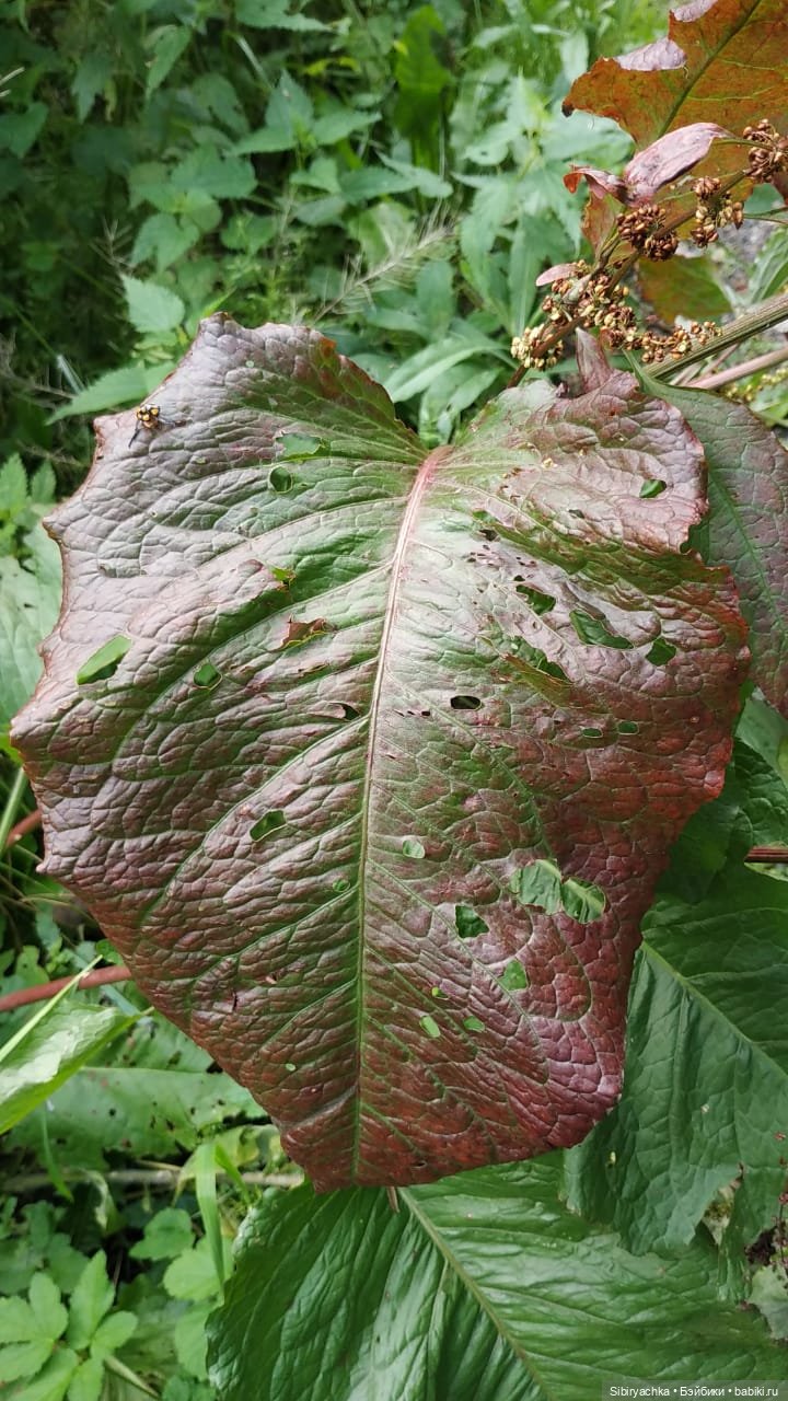 Биологические открытия Коленьки