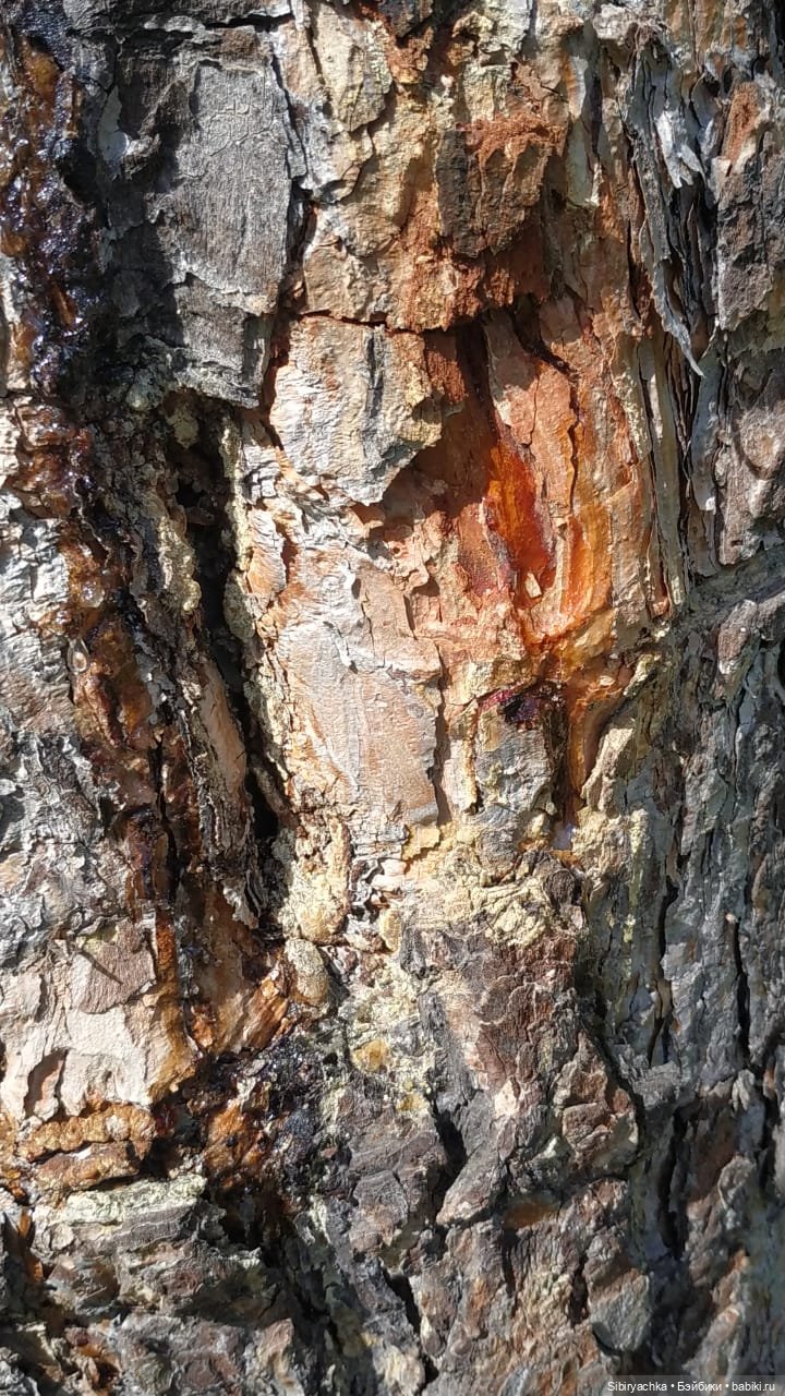 Биологические открытия Коленьки