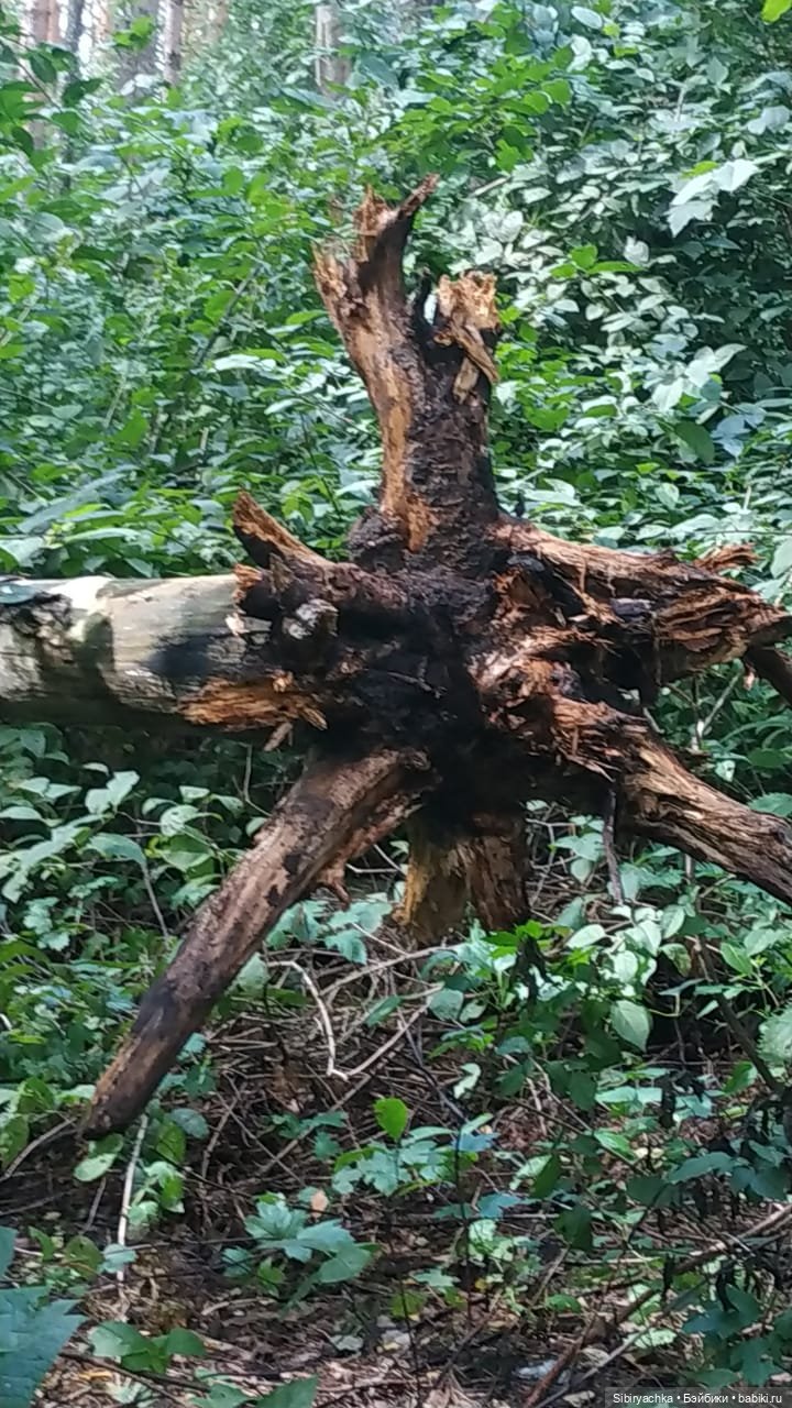 Биологические открытия Коленьки