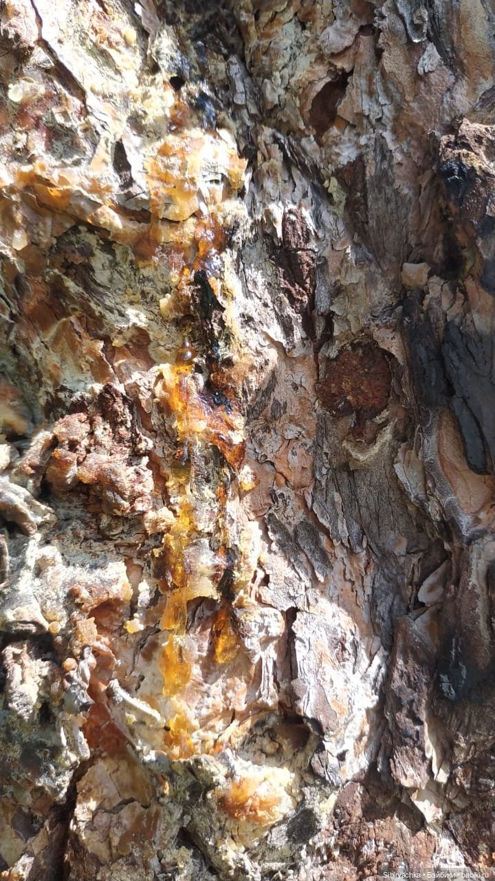 Биологические открытия Коленьки