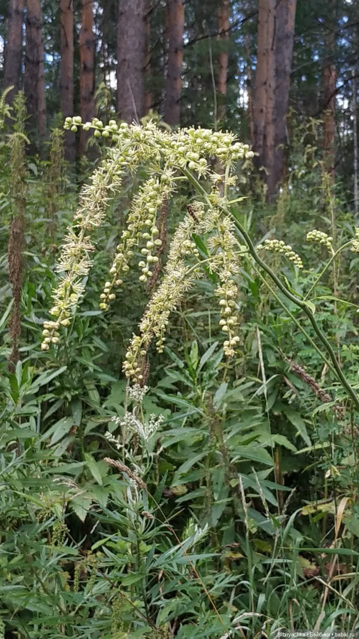 Биологические открытия Коленьки