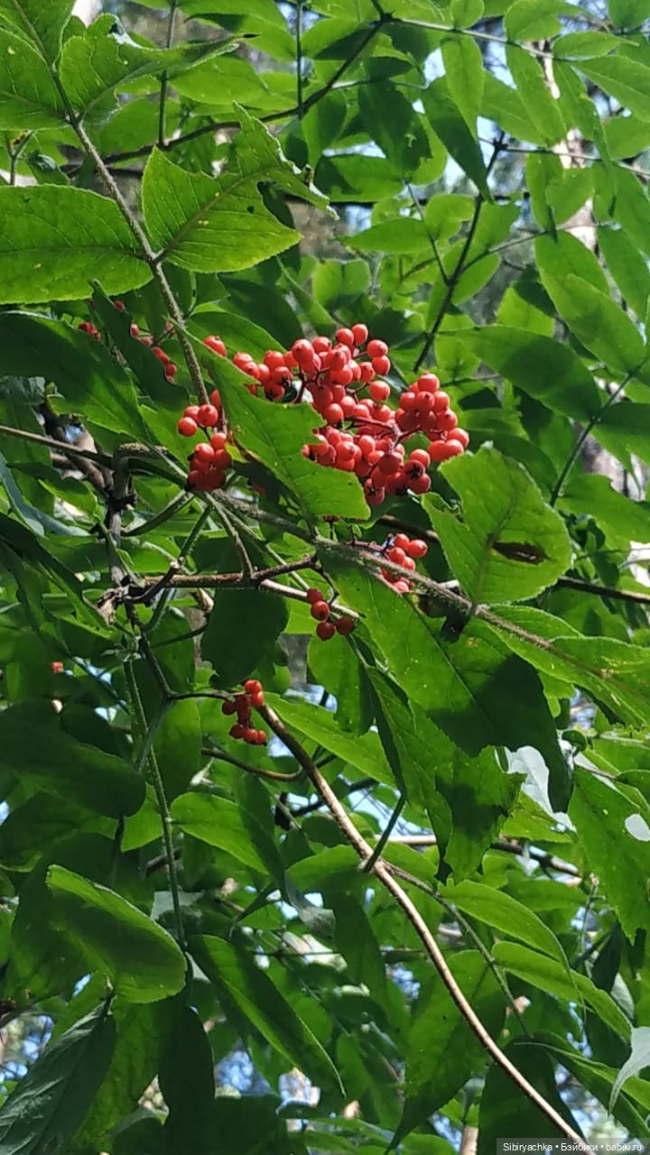 Биологические открытия Коленьки