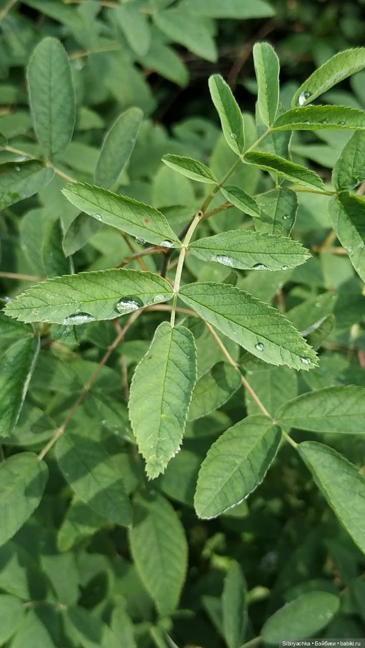 Биологические открытия Коленьки