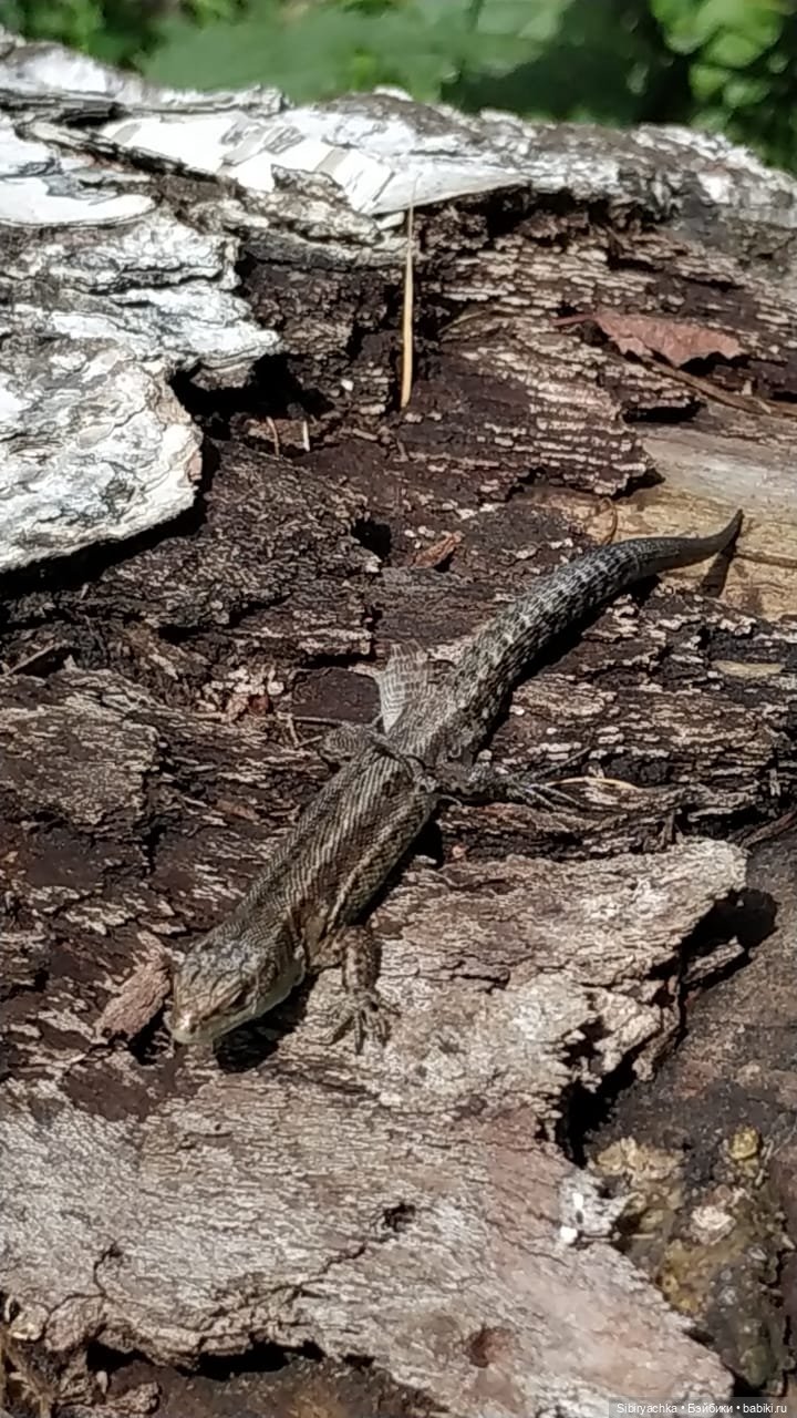 Лизонька в лесу — Игровые куклы разных производителей (Разное): редкие бренды