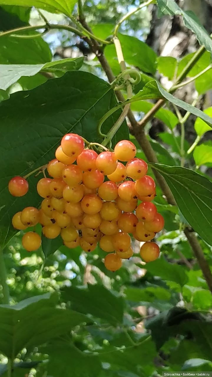 Лизонька в лесу — Игровые куклы разных производителей (Разное): редкие бренды