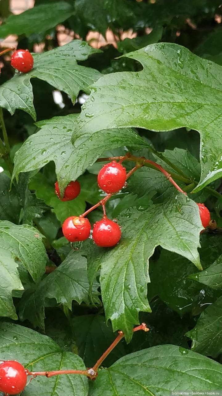 После дождя — Игровые куклы разных производителей (Разное): редкие бренды