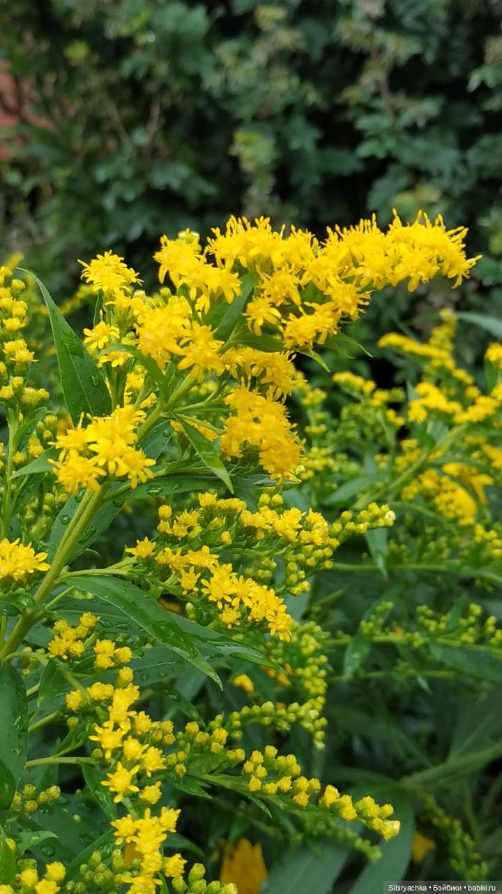 После дождя — Игровые куклы разных производителей (Разное): редкие бренды