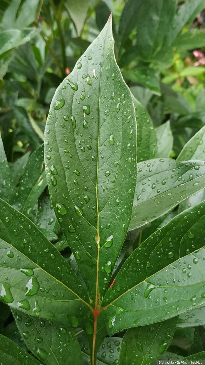 После дождя — Игровые куклы разных производителей (Разное): редкие бренды