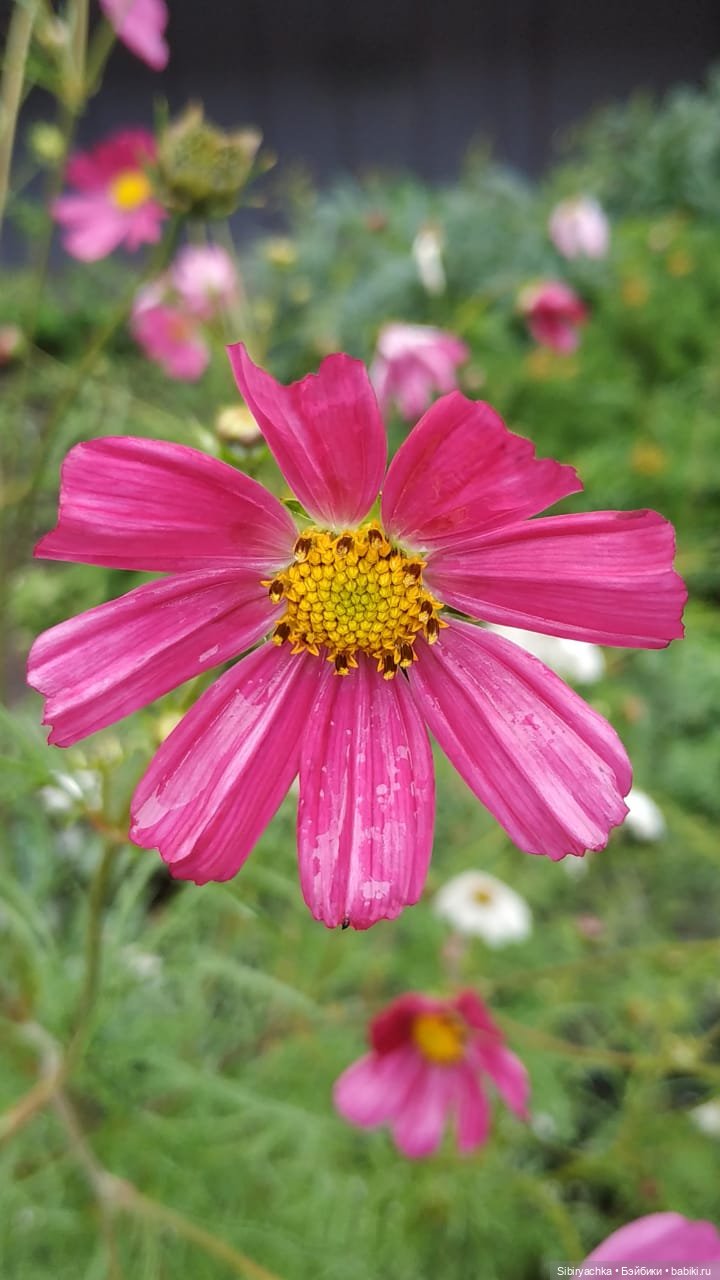 После дождя — Игровые куклы разных производителей (Разное): редкие бренды (фото 9)