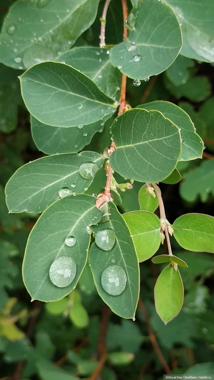 После дождя — Игровые куклы разных производителей (Разное): редкие бренды (фото 2)