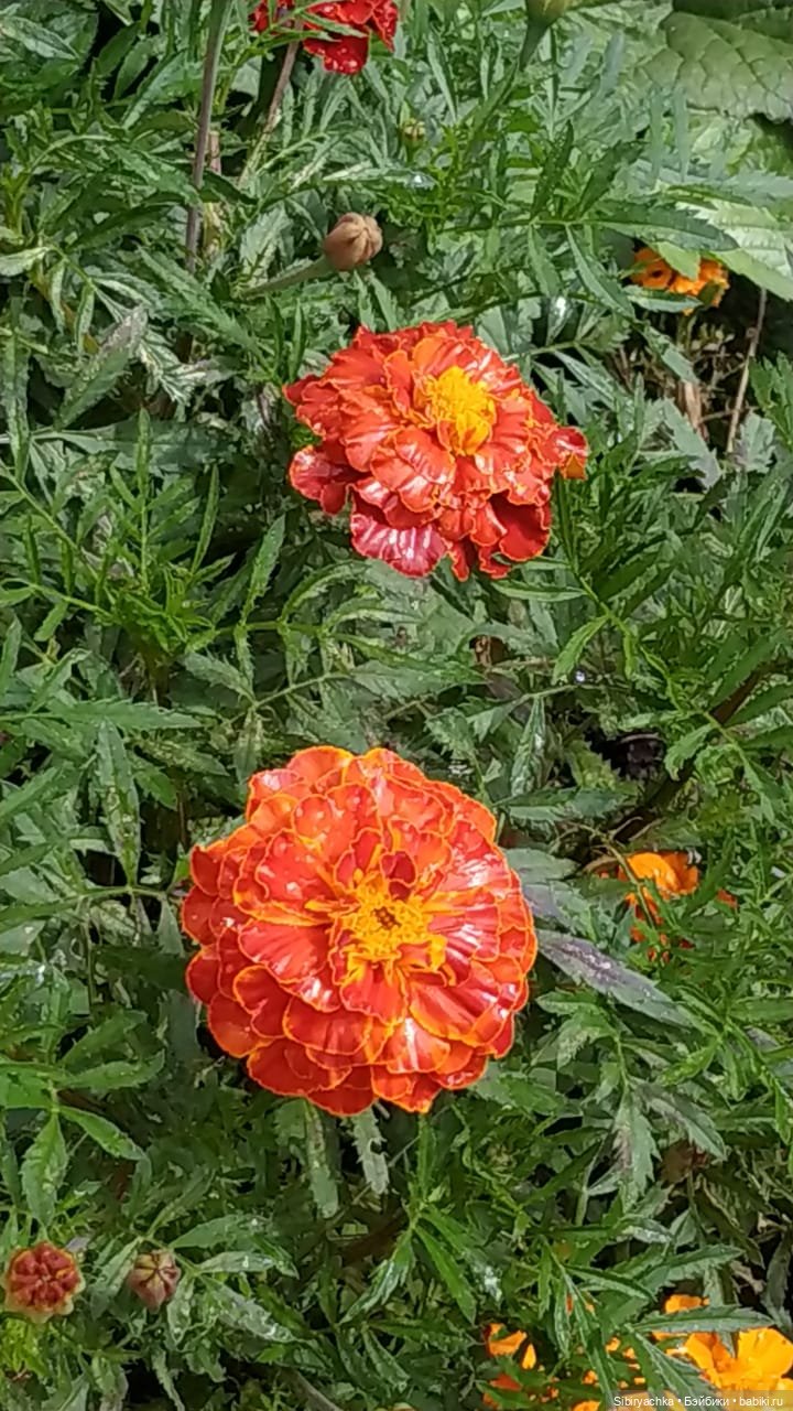 После дождя — Игровые куклы разных производителей (Разное): редкие бренды