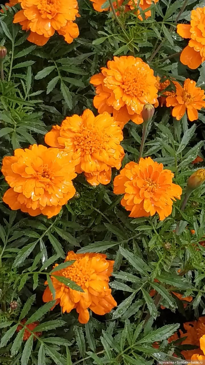 После дождя — Игровые куклы разных производителей (Разное): редкие бренды