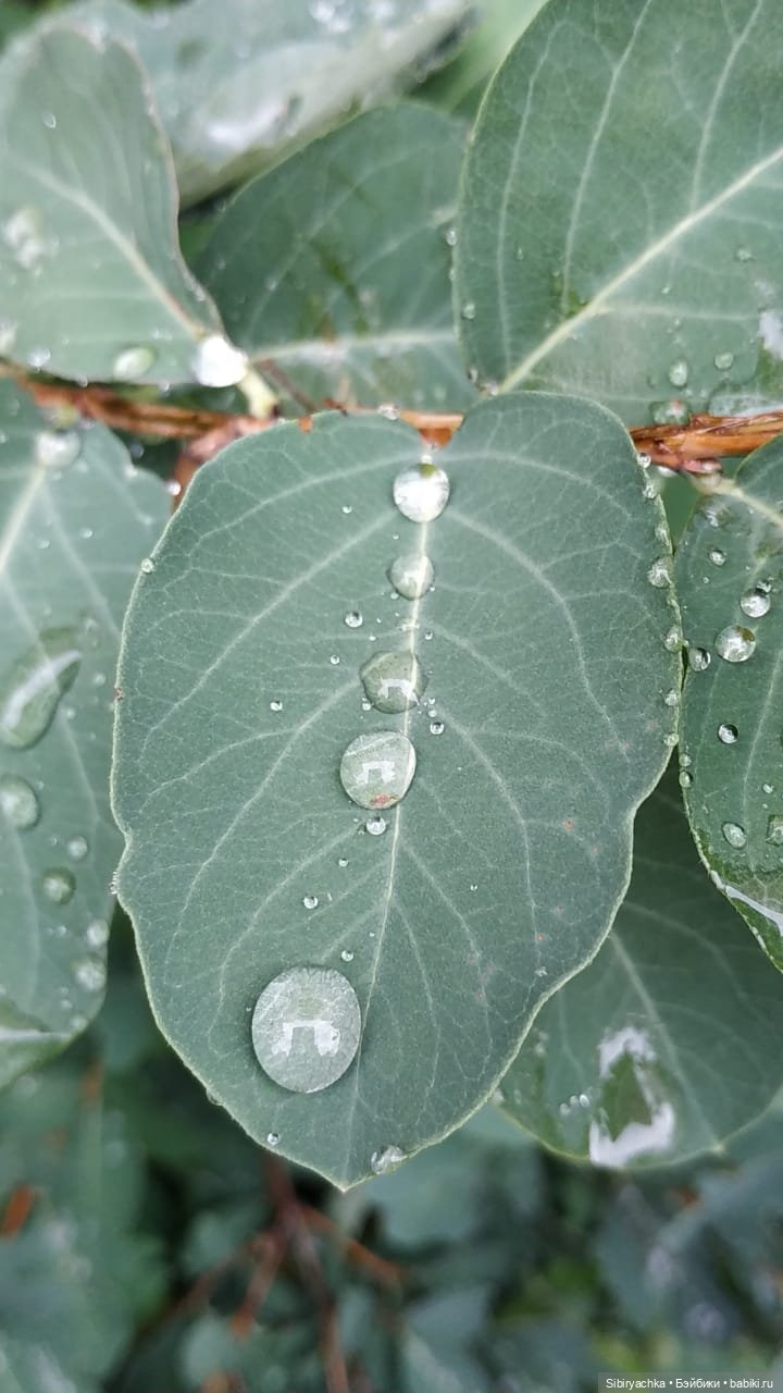 После дождя — Игровые куклы разных производителей (Разное): редкие бренды (фото 4)