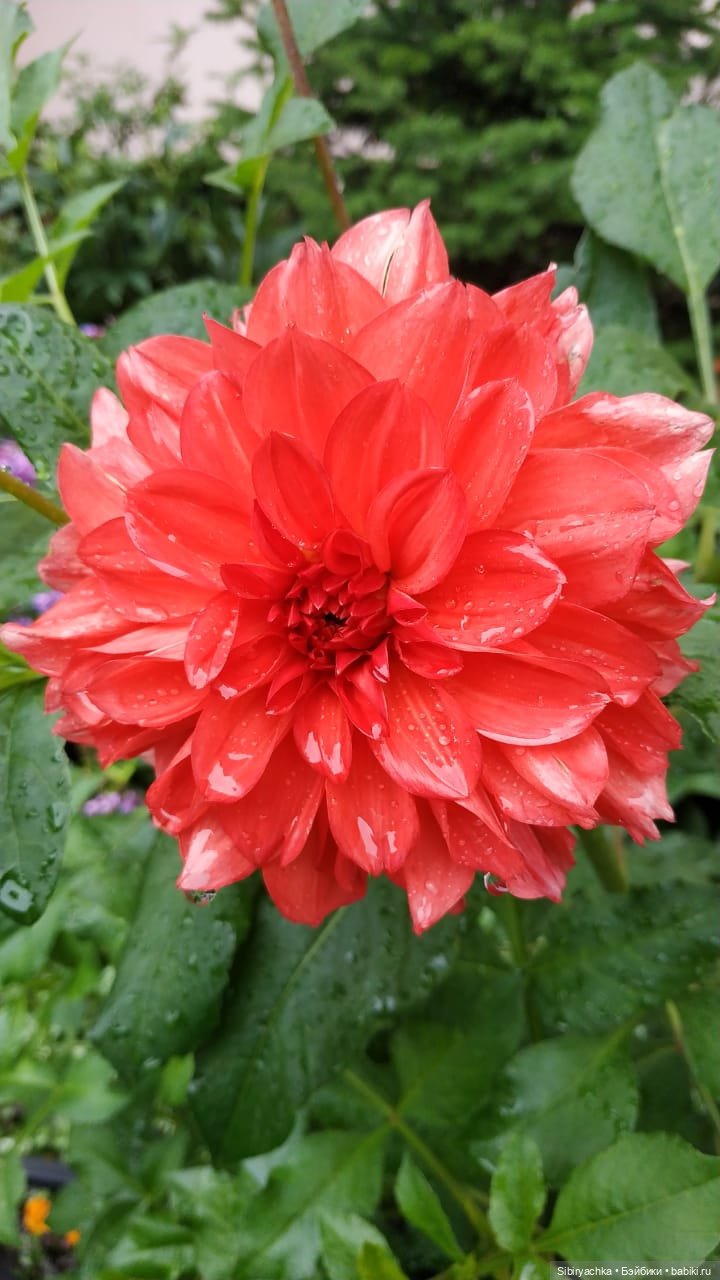 После дождя — Игровые куклы разных производителей (Разное): редкие бренды