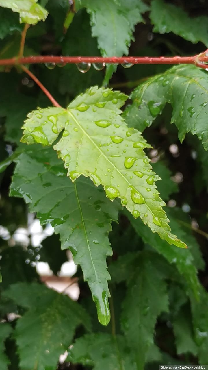 После дождя — Игровые куклы разных производителей (Разное): редкие бренды (фото 7)