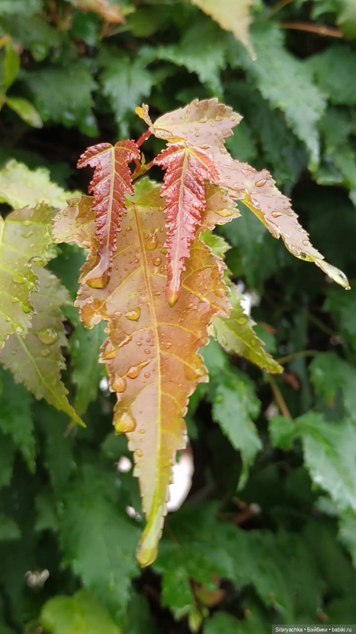 После дождя — Игровые куклы разных производителей (Разное): редкие бренды (фото 8)