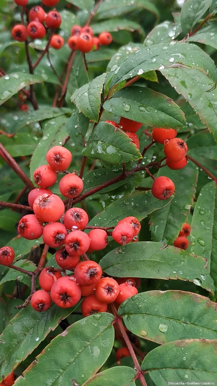 После дождя — Игровые куклы разных производителей (Разное): редкие бренды