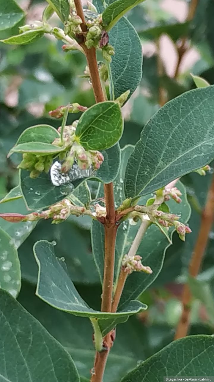 После дождя — Игровые куклы разных производителей (Разное): редкие бренды (фото 3)