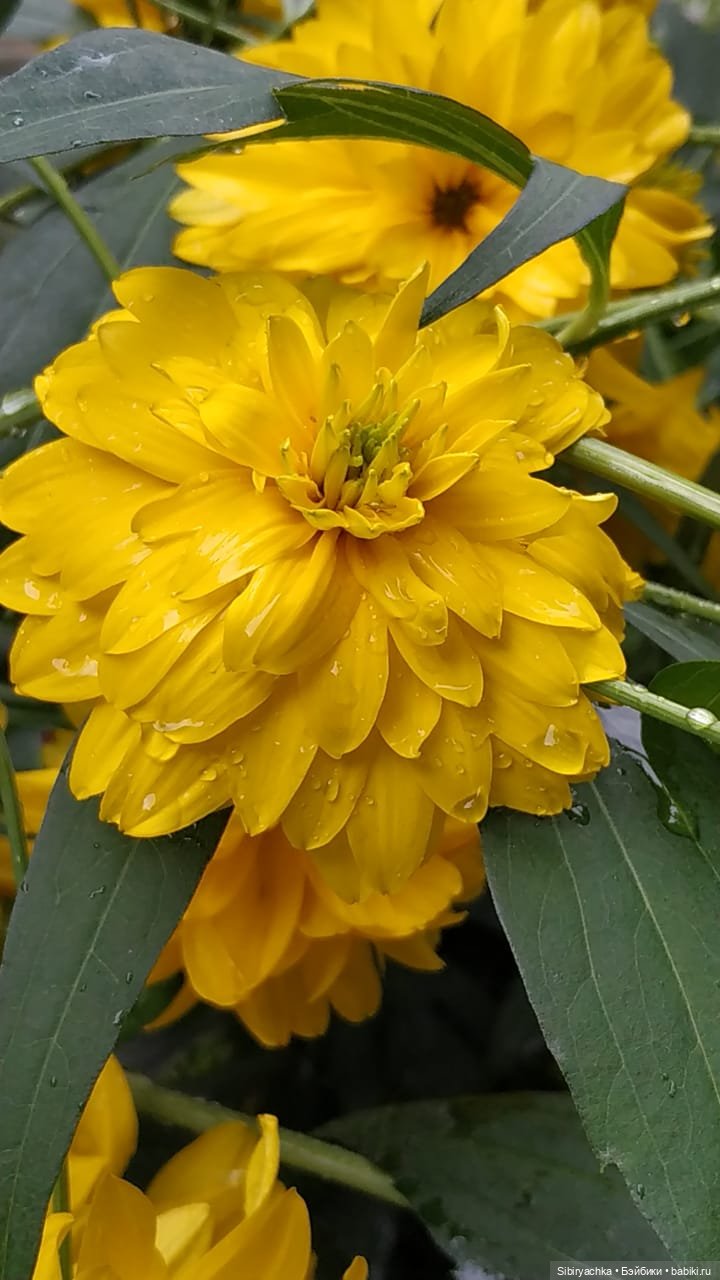 После дождя — Игровые куклы разных производителей (Разное): редкие бренды