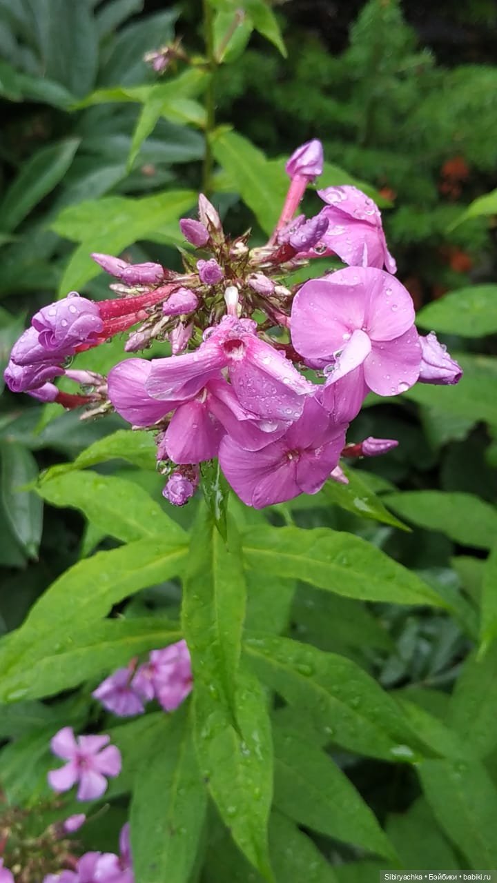 После дождя — Игровые куклы разных производителей (Разное): редкие бренды