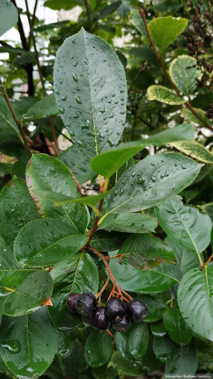 После дождя — Игровые куклы разных производителей (Разное): редкие бренды