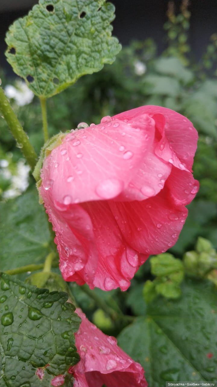 После дождя — Игровые куклы разных производителей (Разное): редкие бренды