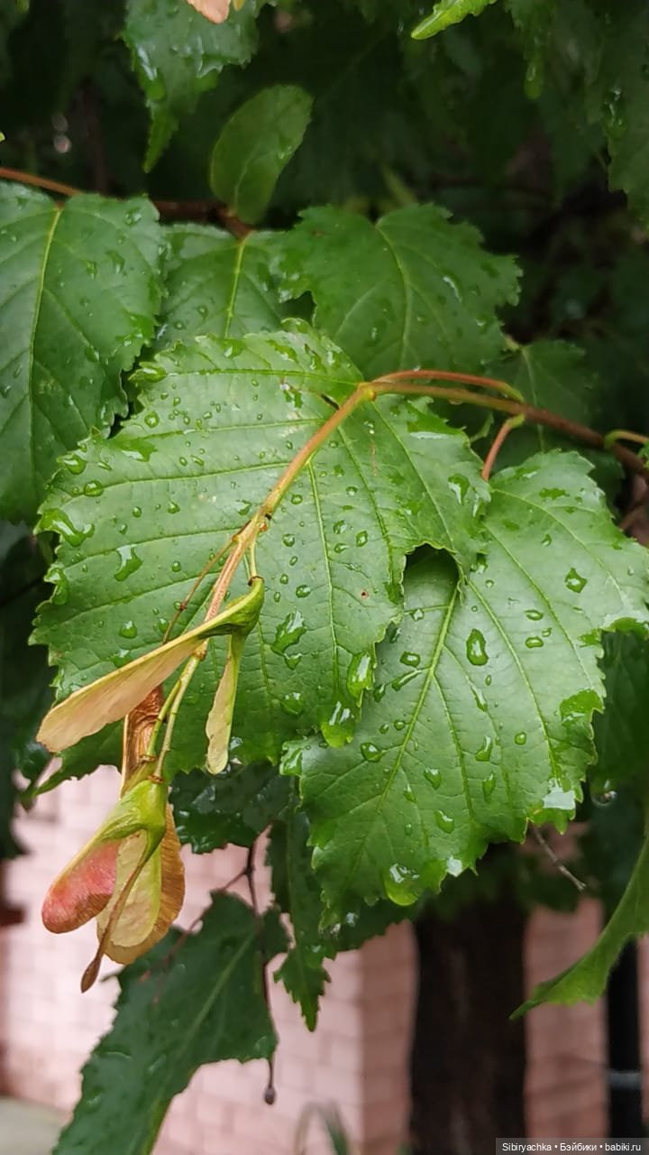 После дождя — Игровые куклы разных производителей (Разное): редкие бренды (фото 5)