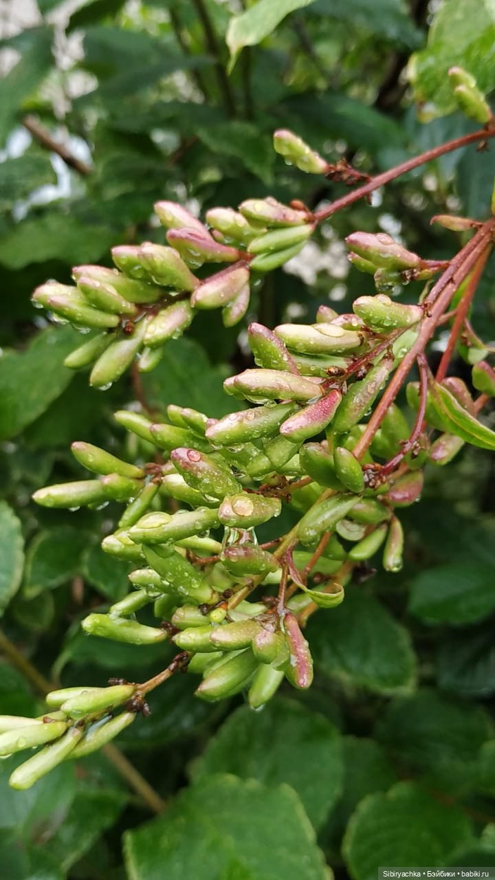 После дождя — Игровые куклы разных производителей (Разное): редкие бренды