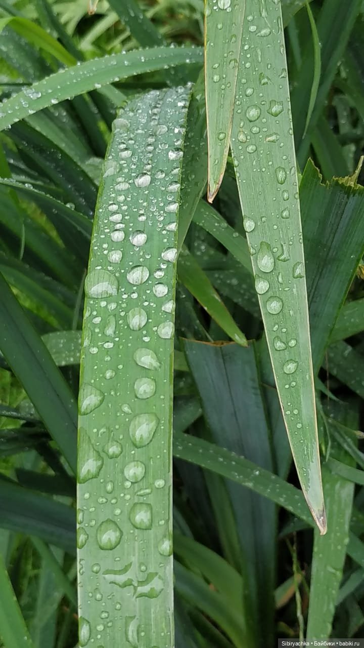 После дождя — Игровые куклы разных производителей (Разное): редкие бренды