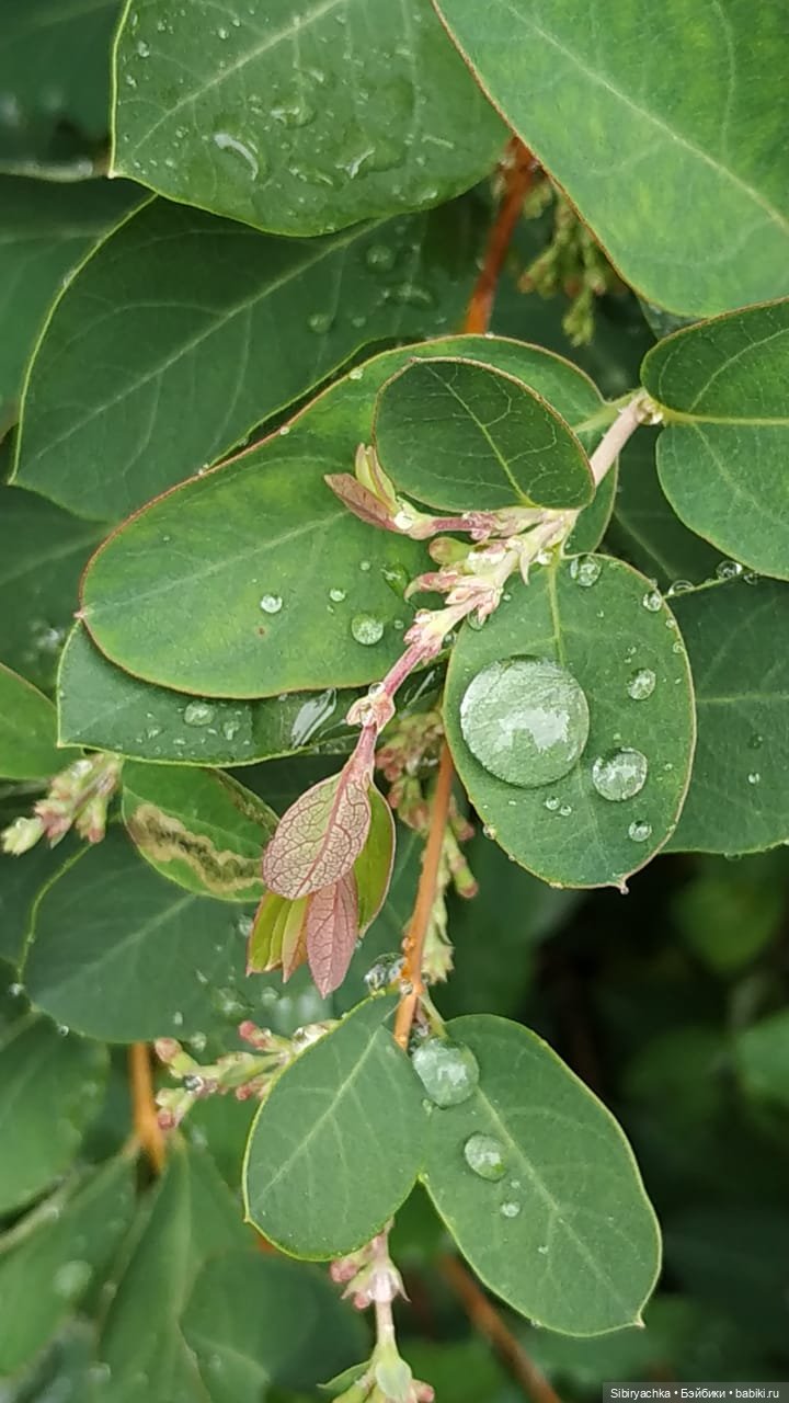 После дождя — Игровые куклы разных производителей (Разное): редкие бренды