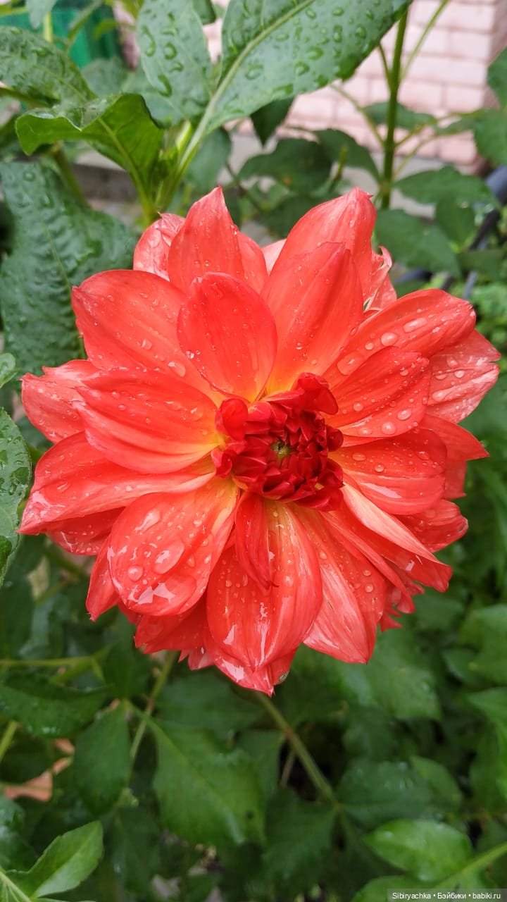 После дождя — Игровые куклы разных производителей (Разное): редкие бренды