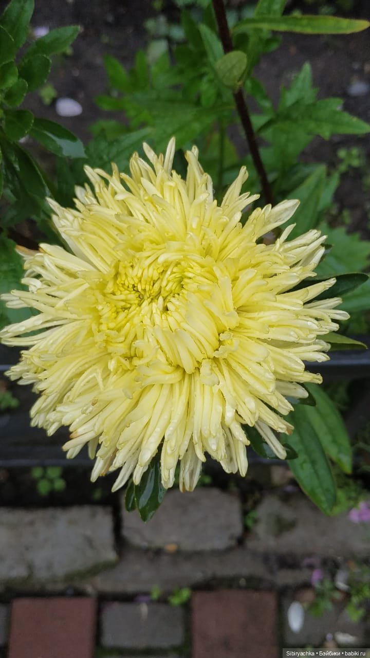 После дождя — Игровые куклы разных производителей (Разное): редкие бренды (фото 10)