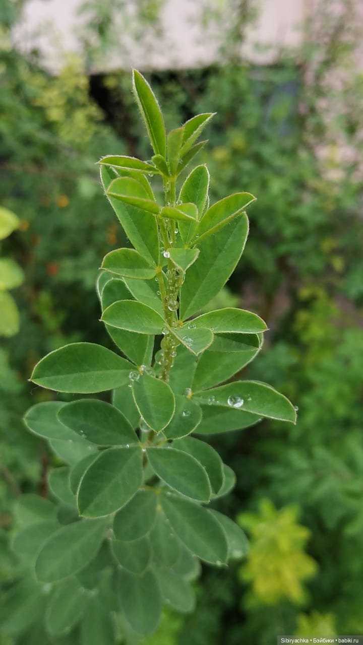 После дождя — Игровые куклы разных производителей (Разное): редкие бренды (фото 6)