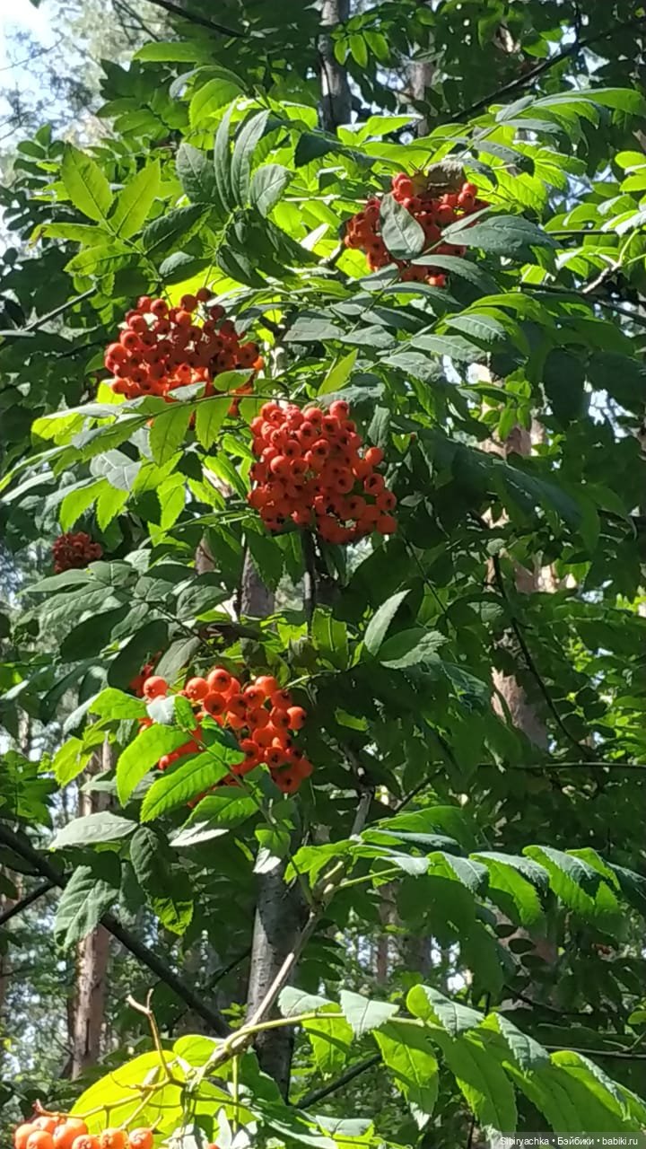 Василёк в лесу — Игровые куклы разных производителей (Разное): редкие бренды