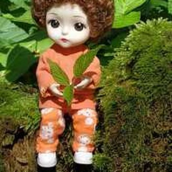 Василёк в лесу.